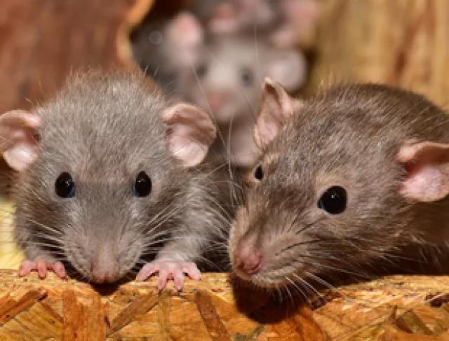 Ratos 